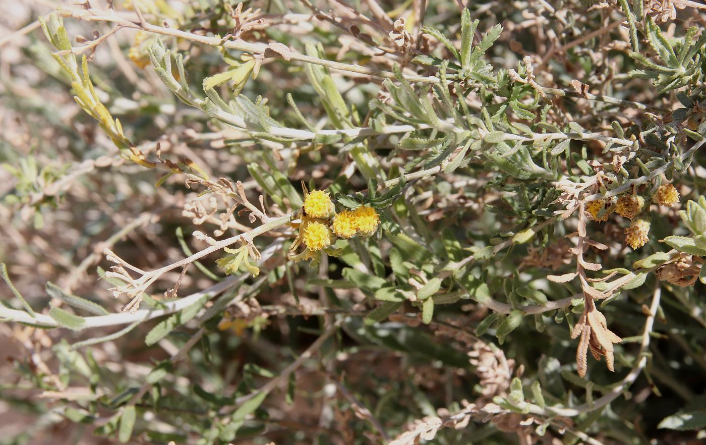 Image of Achillea fragrantissima specimen.