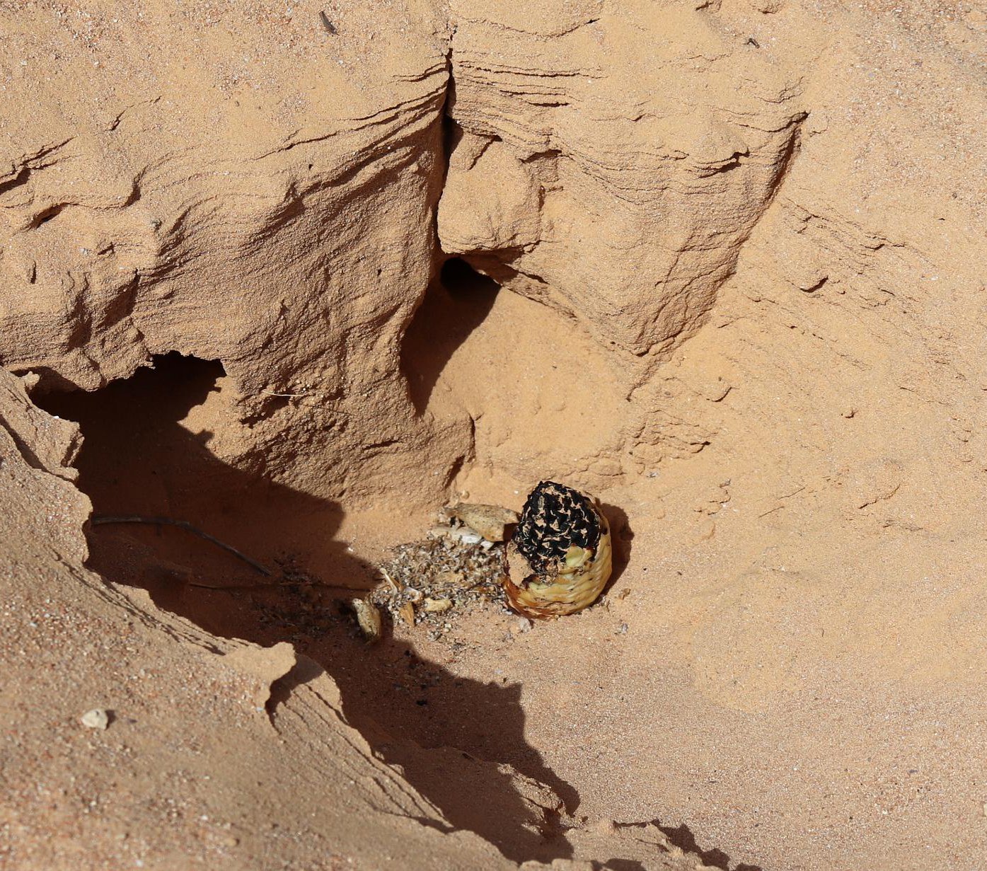 Image of Cistanche violacea specimen.