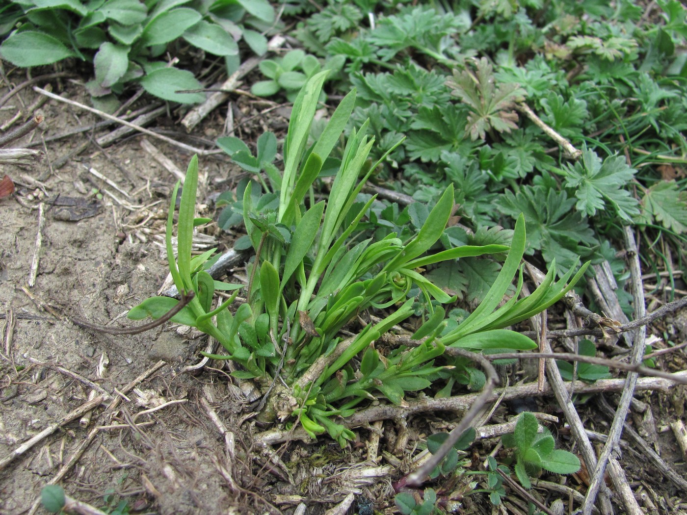 Image of Thesium ramosum specimen.