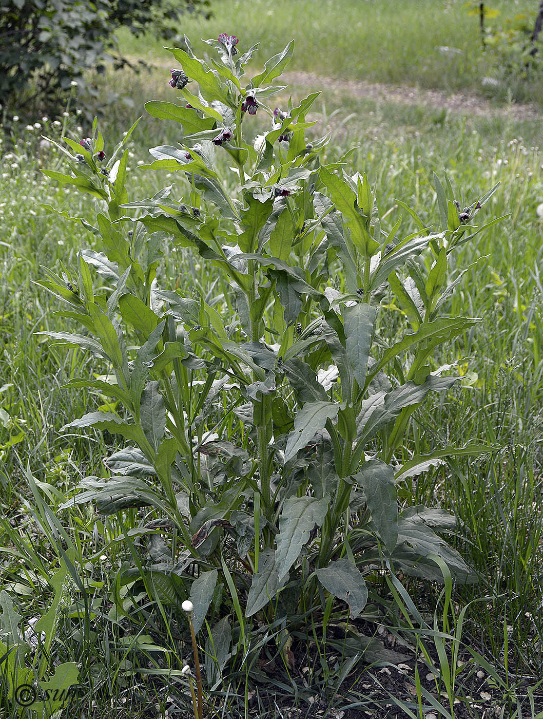 Image of Cynoglossum officinale specimen.