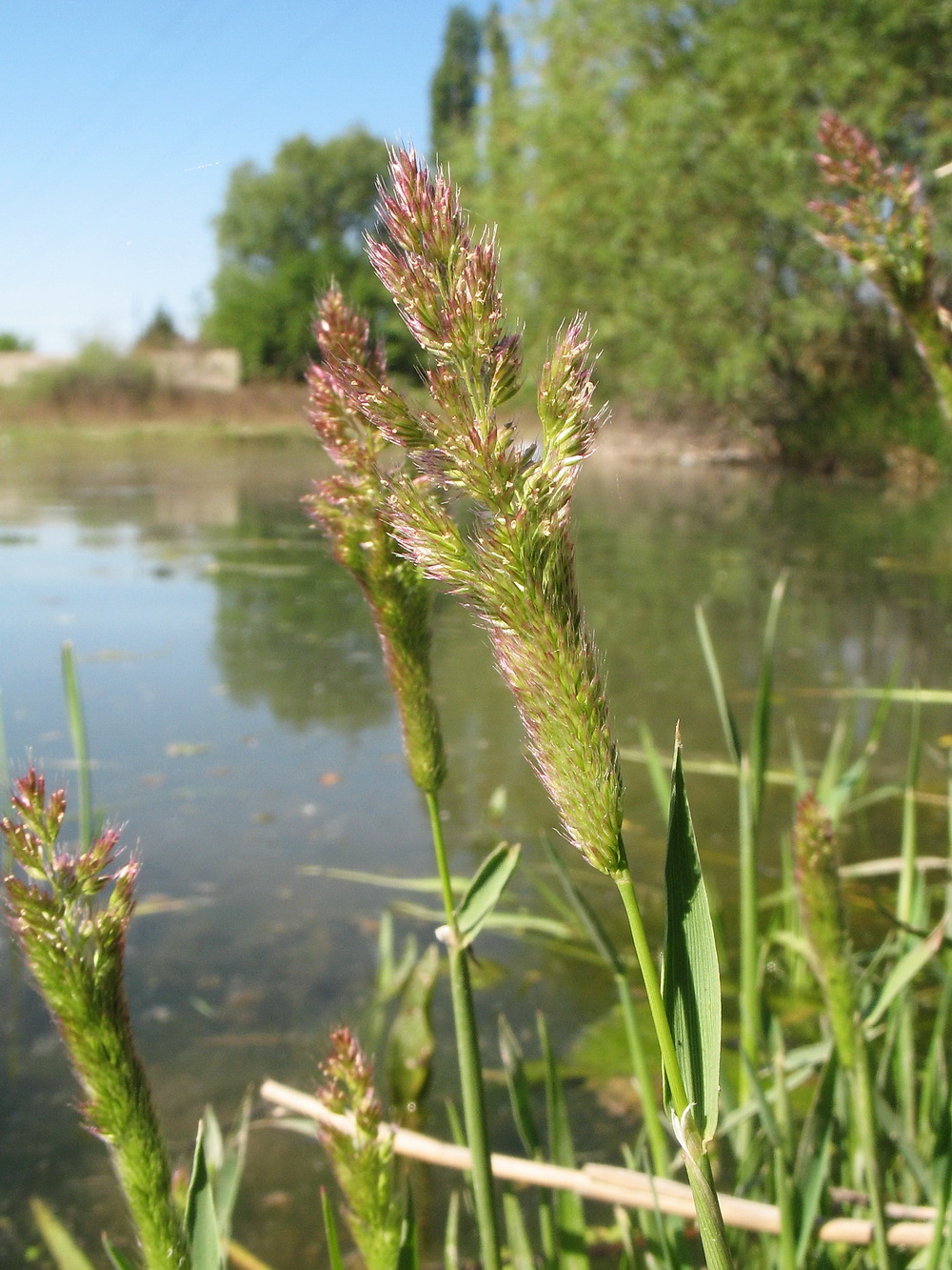 Image of Polypogon fugax specimen.