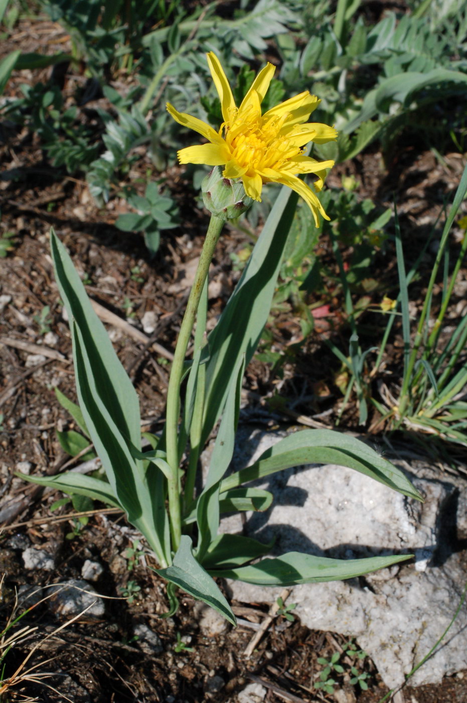 Image of Scorzonera glabra specimen.