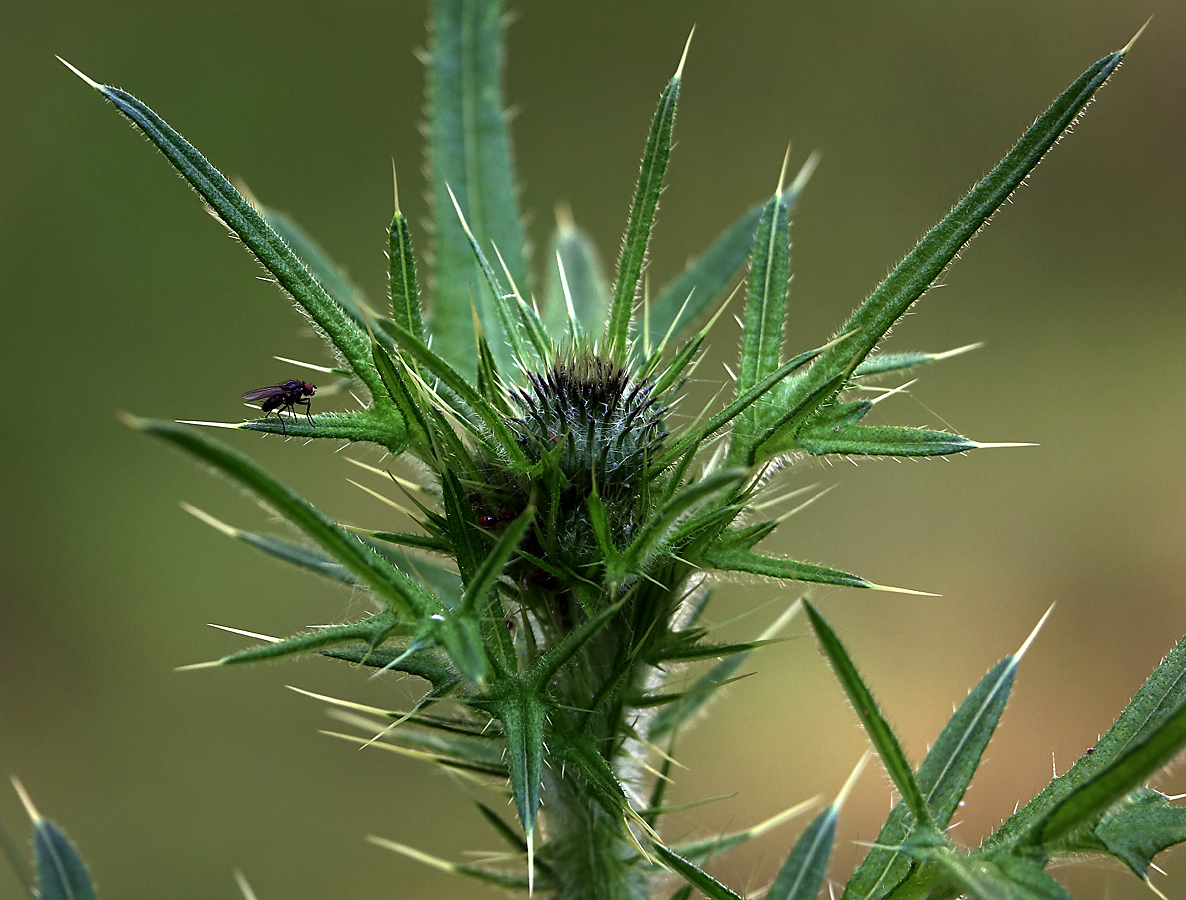 Image of Cirsium vulgare specimen.