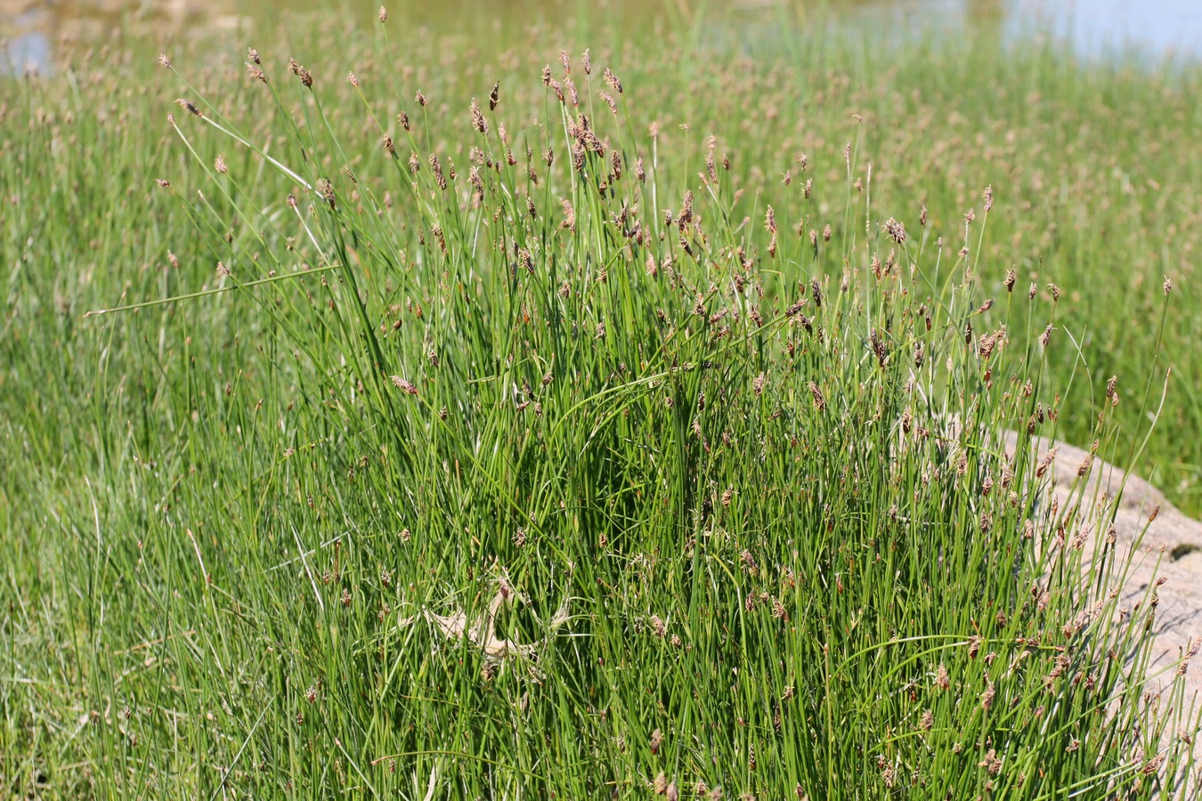 Image of Eleocharis fennica specimen.