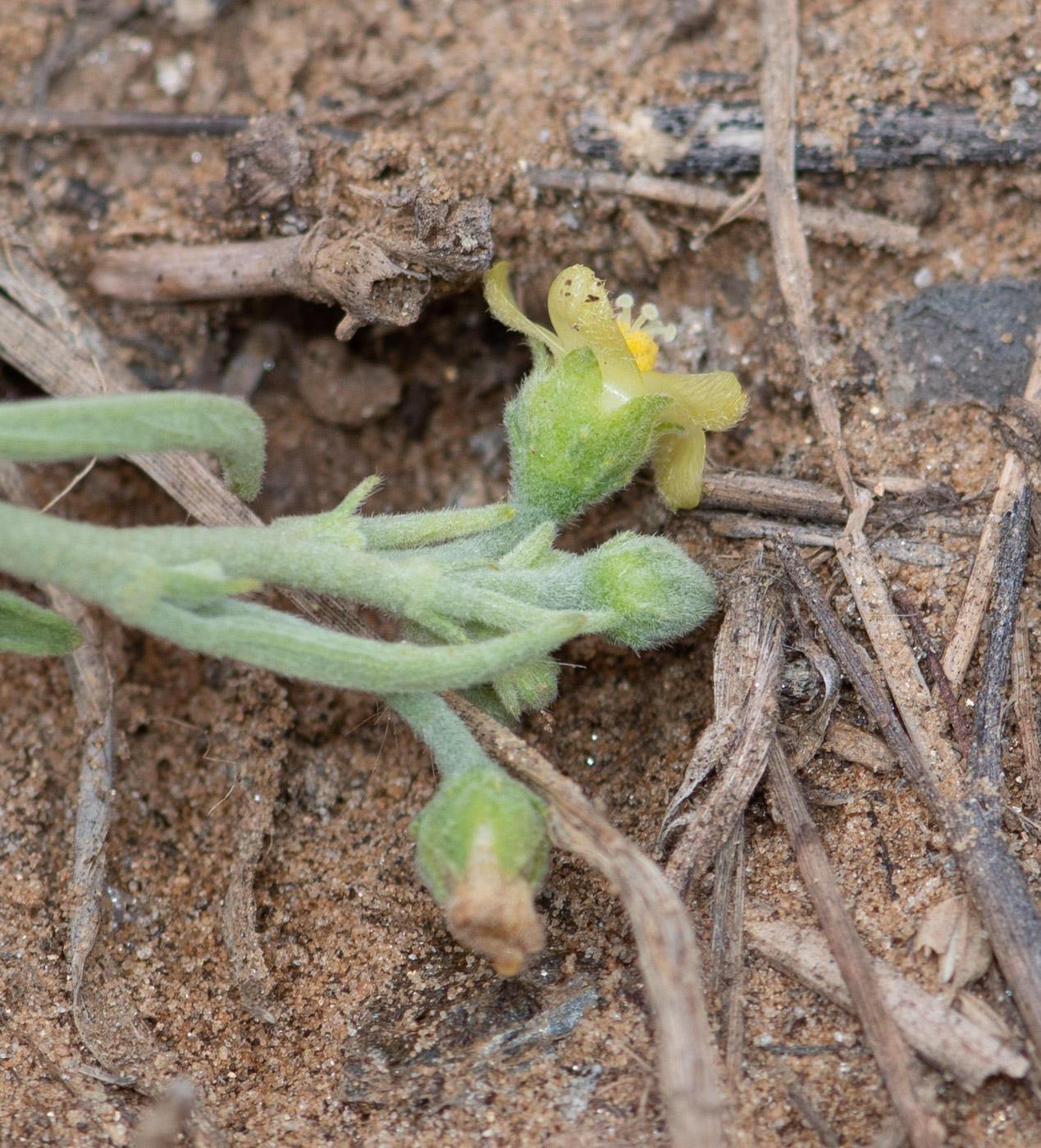 Image of Hibiscus sulfuranthus specimen.