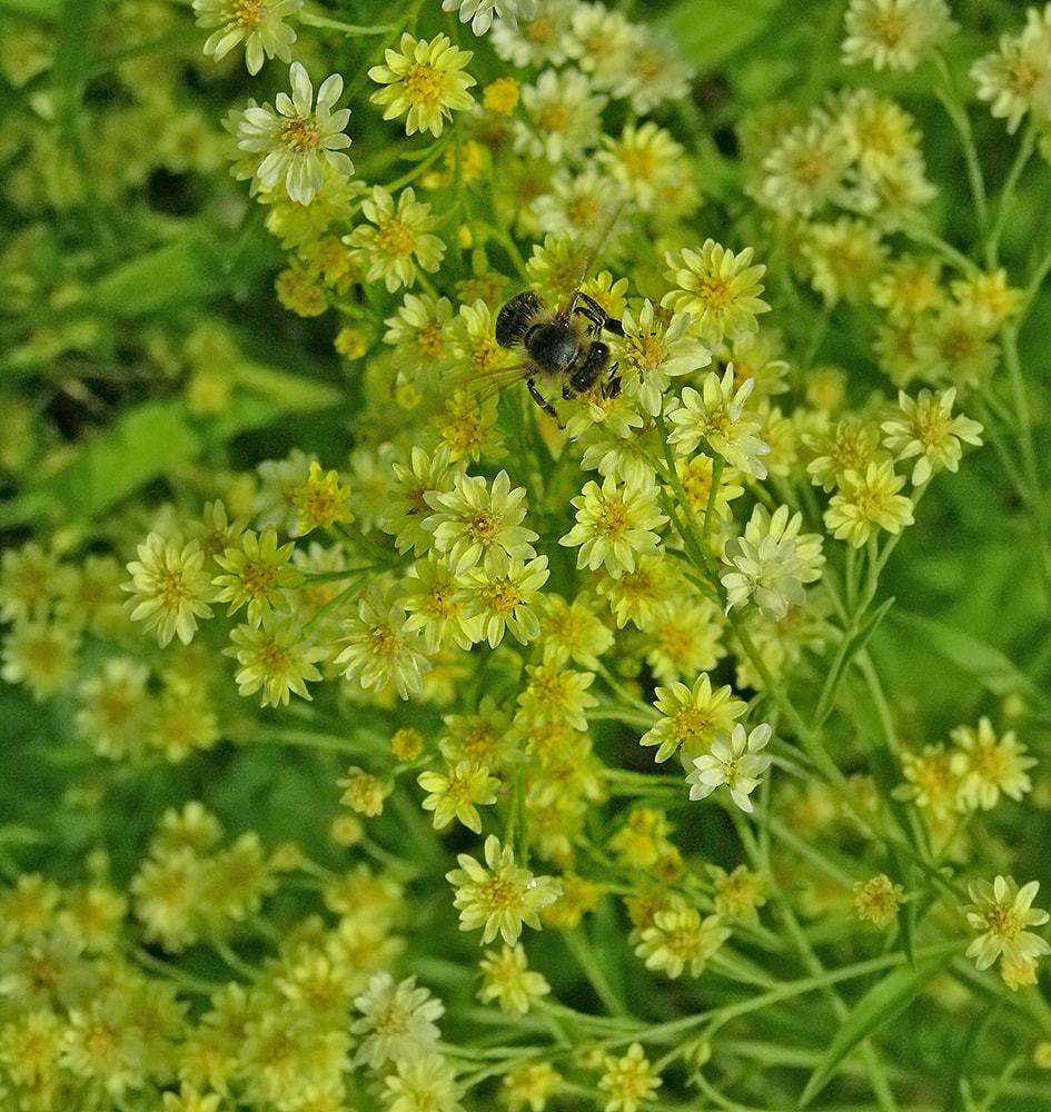 Image of Solidago &times; lutea specimen.