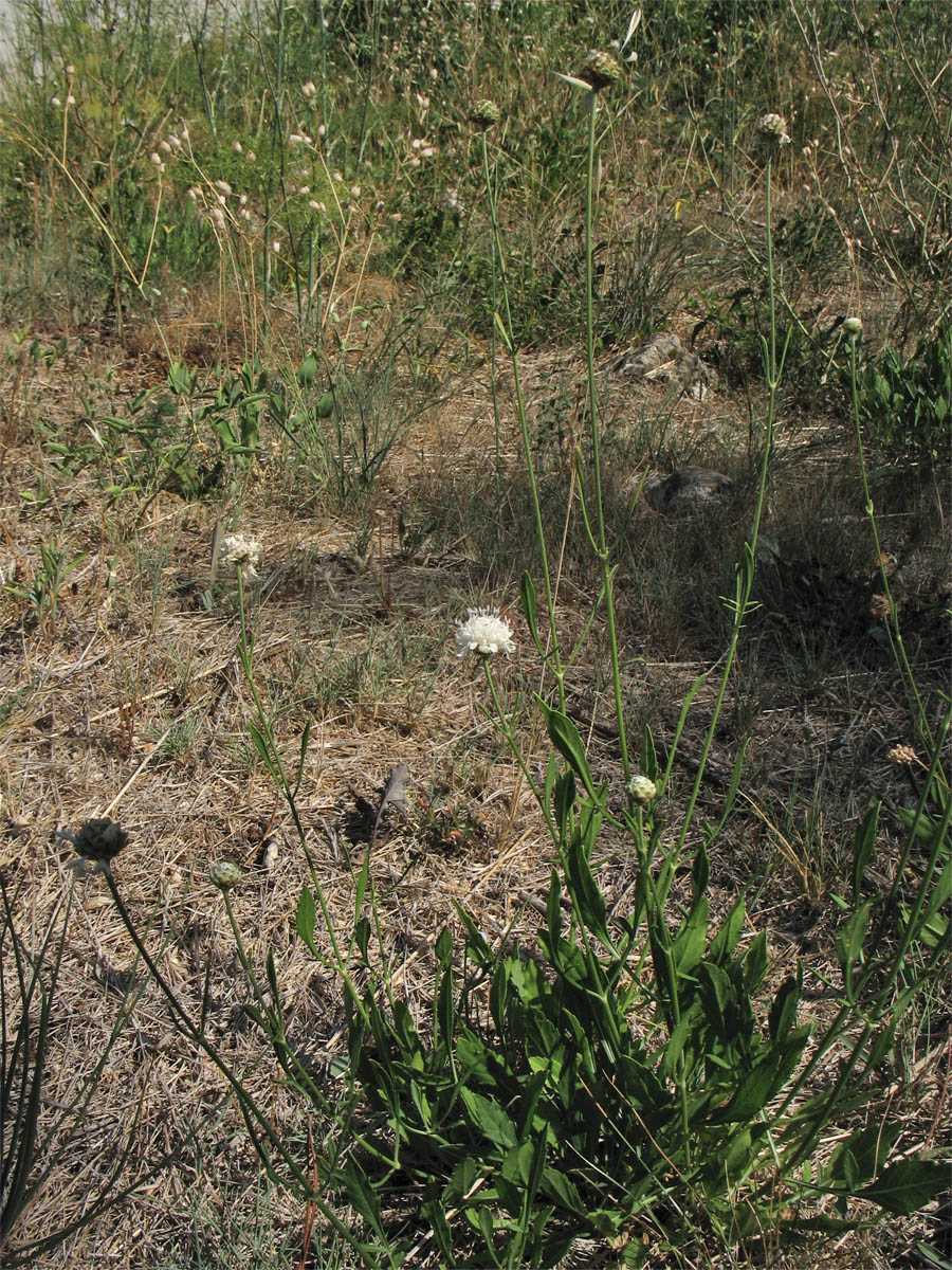 Изображение особи Cephalaria leucantha.