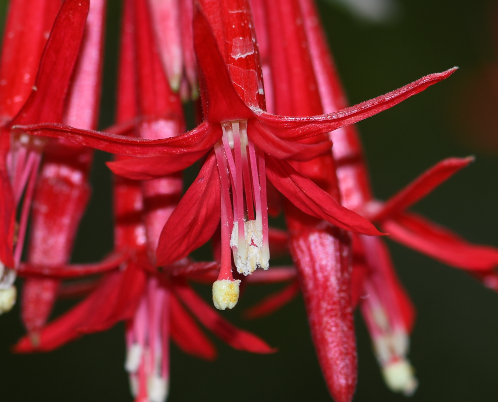 Изображение особи Fuchsia boliviana.