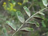 Astragalus galegiformis. Часть листа, поражённого мучнисторосяным и ржавчинным грибами. Кабардино-Балкария, Эльбрусский р-н, окр. с. Нейтрино, ок. 1850 м н.у.м., каменистое место. 09.07.2020.