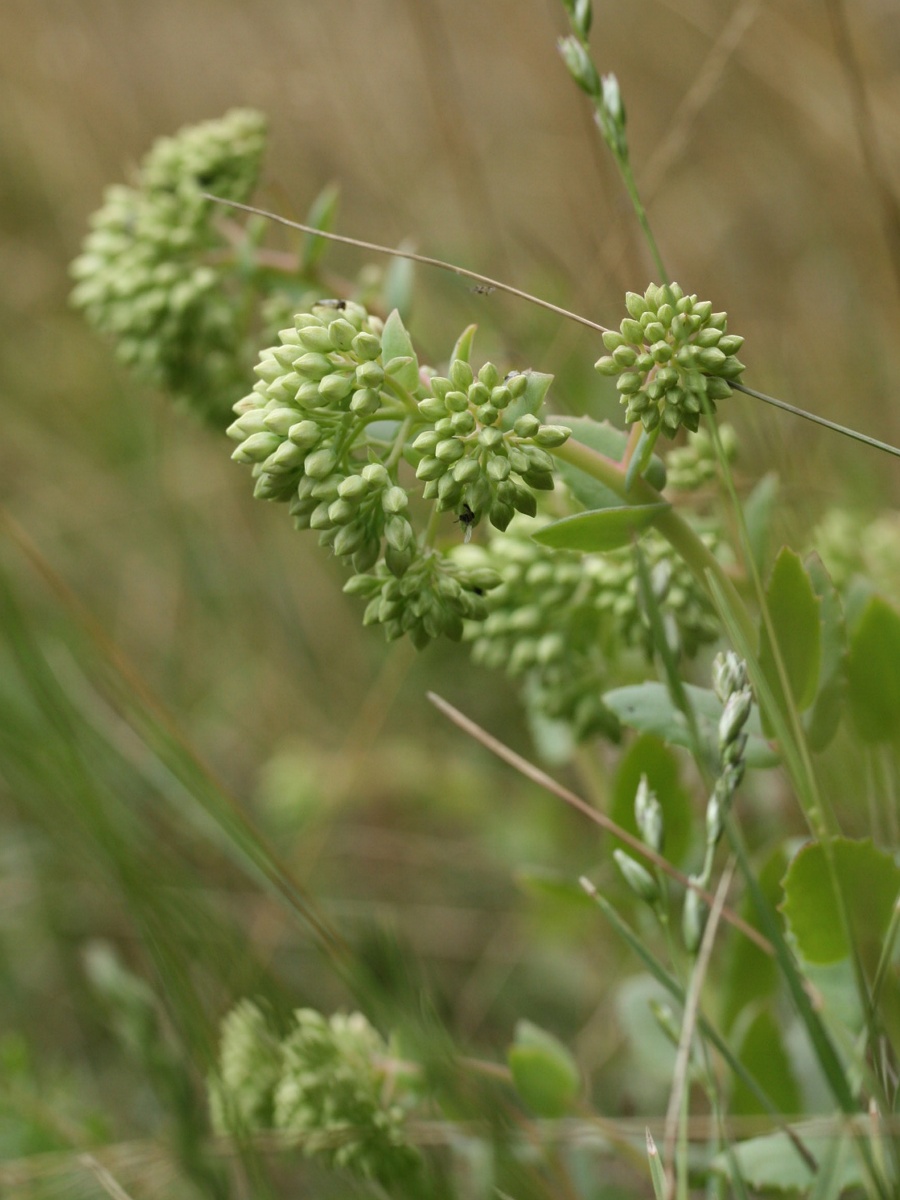 Image of Hylotelephium ruprechtii specimen.