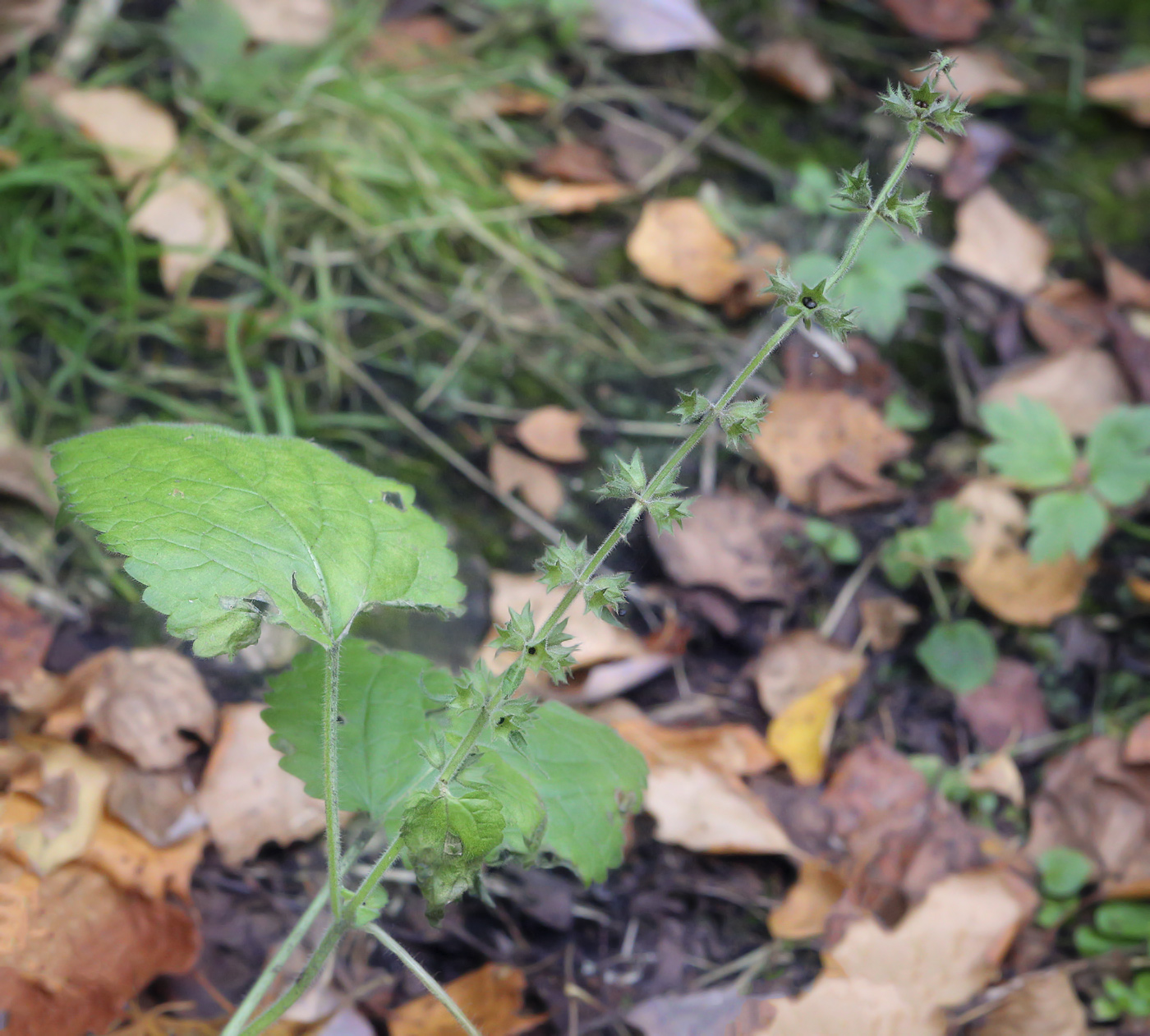 Изображение особи Stachys sylvatica.