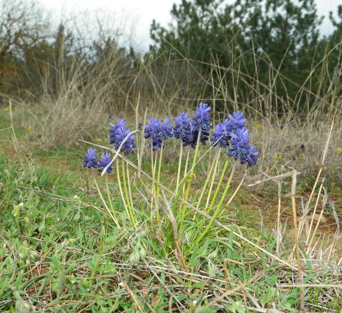 Изображение особи Muscari neglectum.