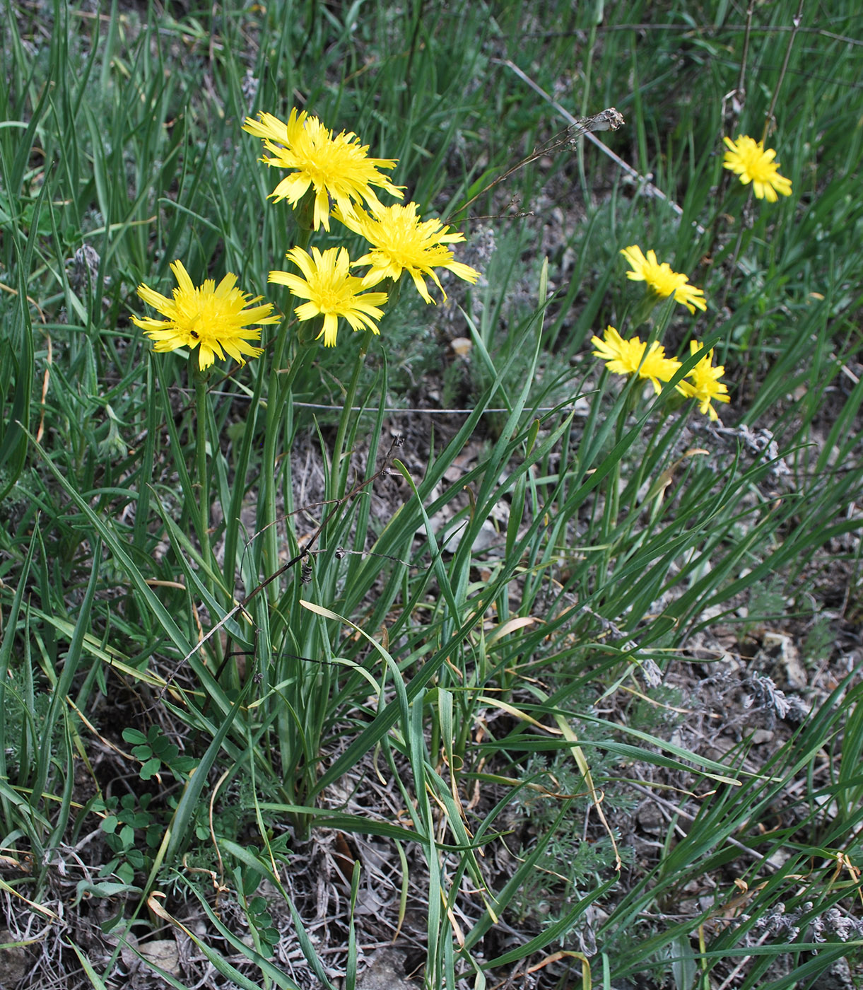 Image of Scorzonera austriaca specimen.