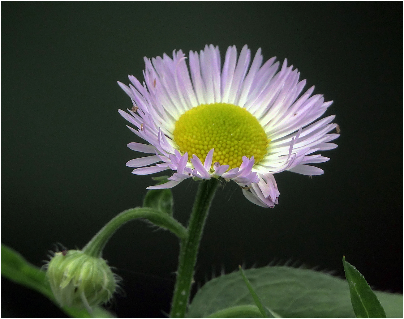 Image of Erigeron annuus ssp. lilacinus specimen.