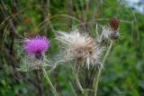 Cirsium maackii. Соцветие и соплодие. Приморье, Хасанский р-н, п-ов Гамова, бухта Тёплая, прибрежный луг, на границе зарослей Corylus heterophylla. 02.08.2021.