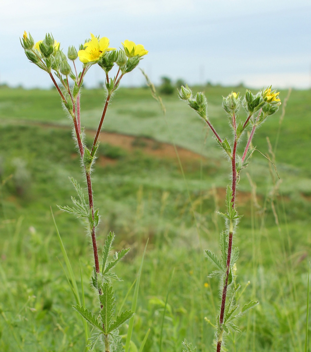 Изображение особи Potentilla obscura.