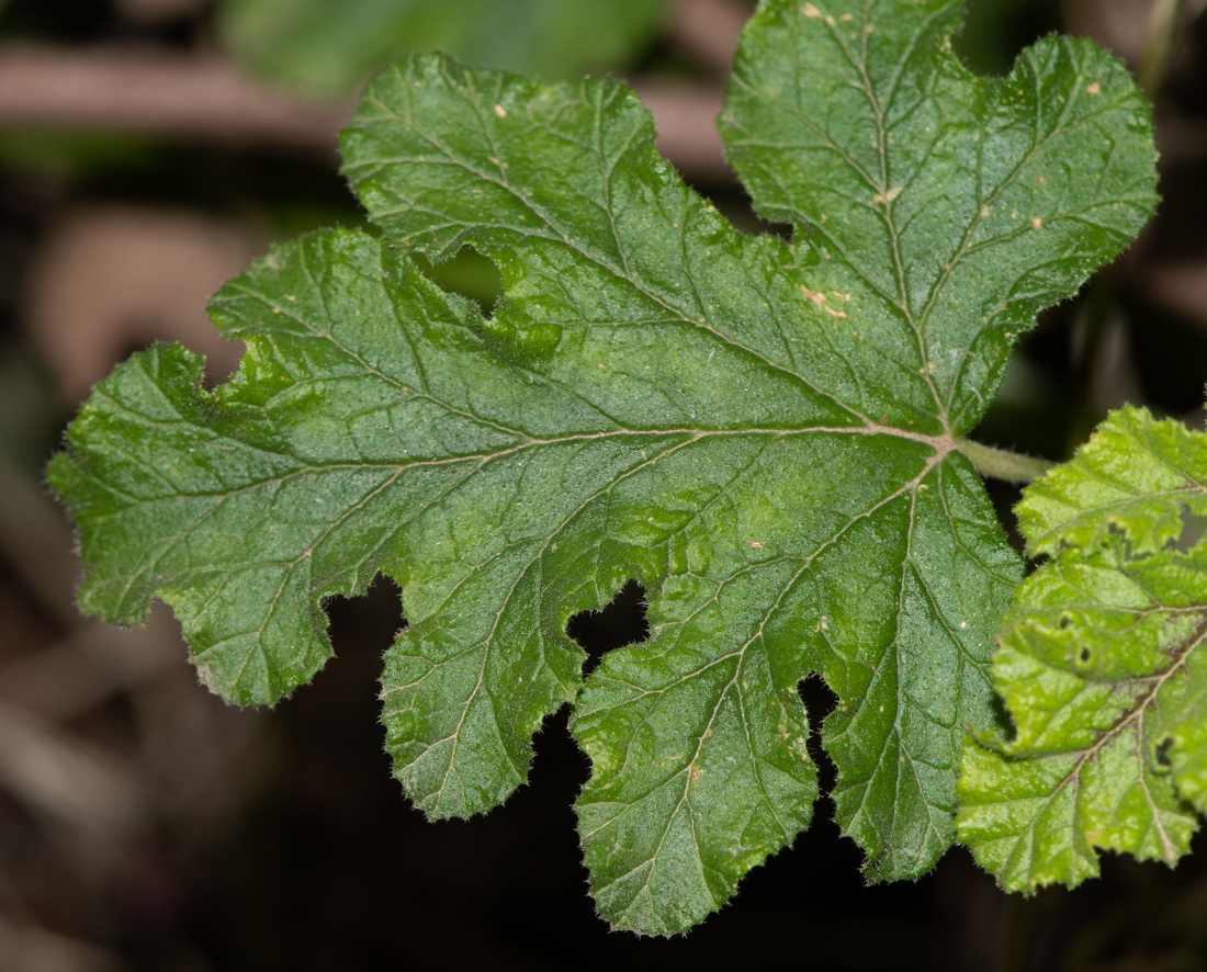 Image of Pelargonium quercifolium specimen.