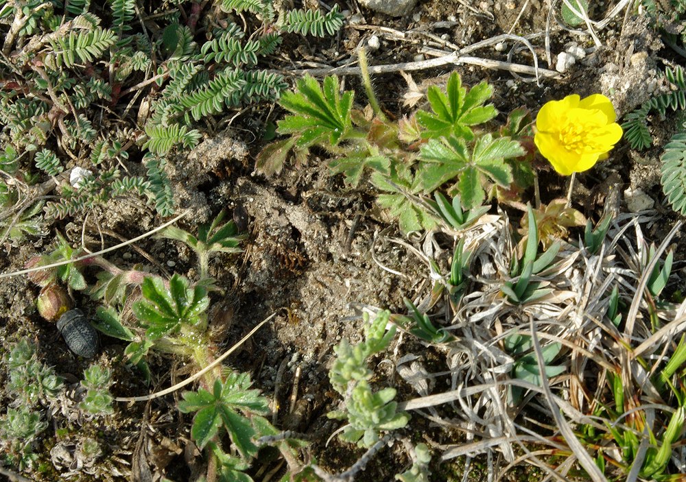 Изображение особи род Potentilla.