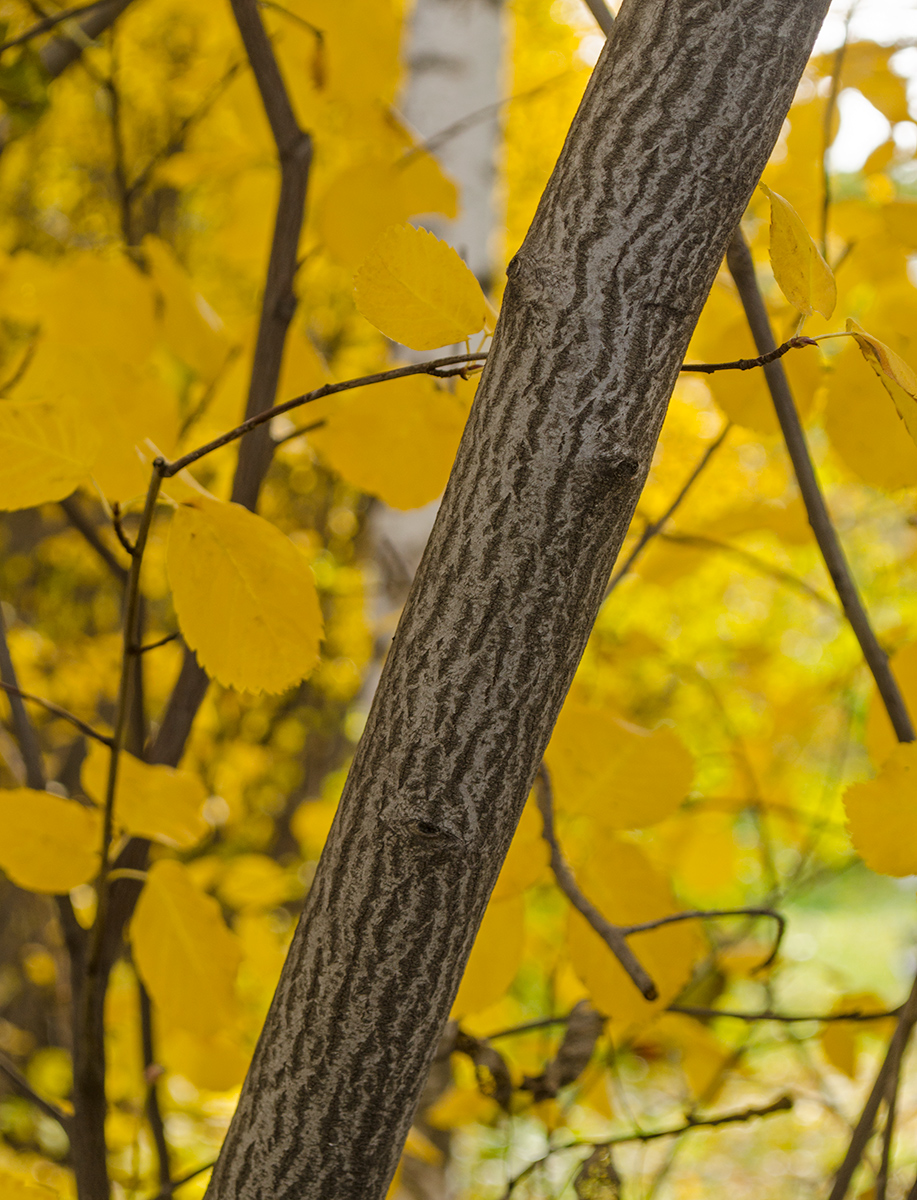 Image of Amelanchier alnifolia specimen.