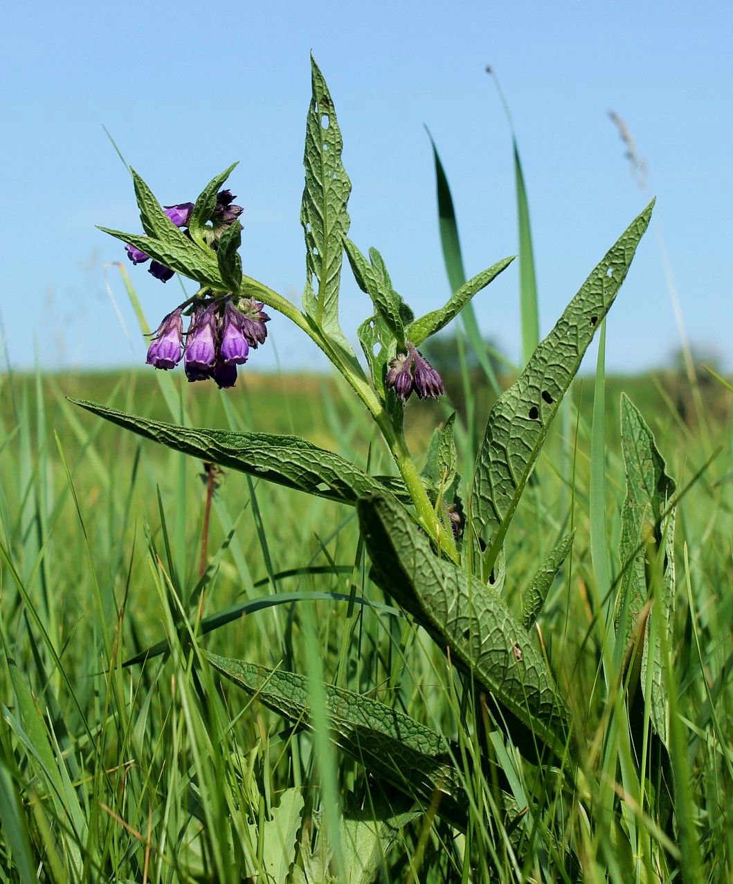 Изображение особи Symphytum officinale.