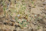 Erodium oxyrhynchum. Цветущее и плодоносящее растение. Узбекистан, Бухарская обл., окр. Караулбазара, черно-саксауловое редколесье. 5 мая 2022 г.