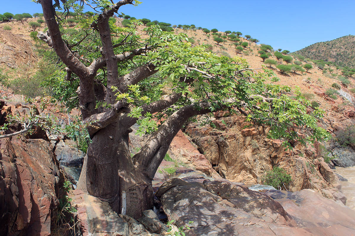 Image of Adansonia digitata specimen.