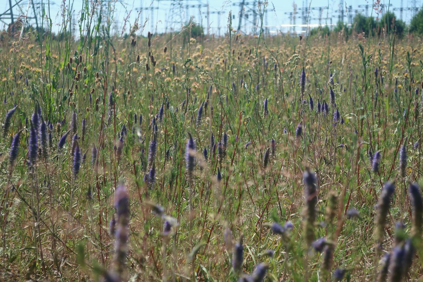 Image of Veronica spicata specimen.