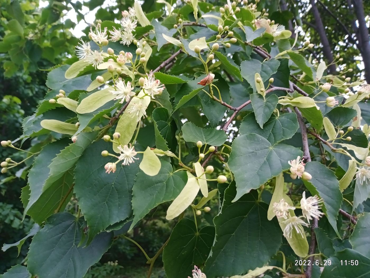 Image of Tilia taquetii specimen.