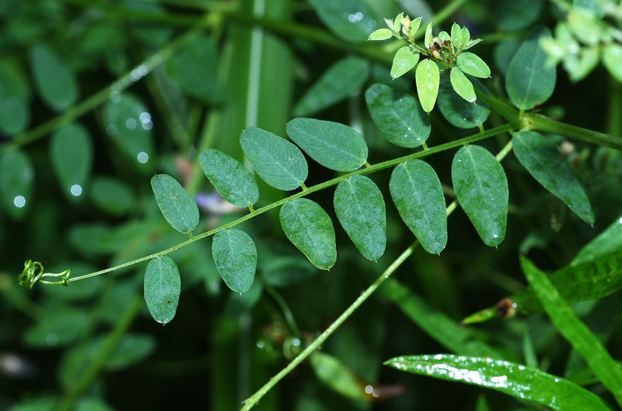 Изображение особи Vicia woroschilovii.