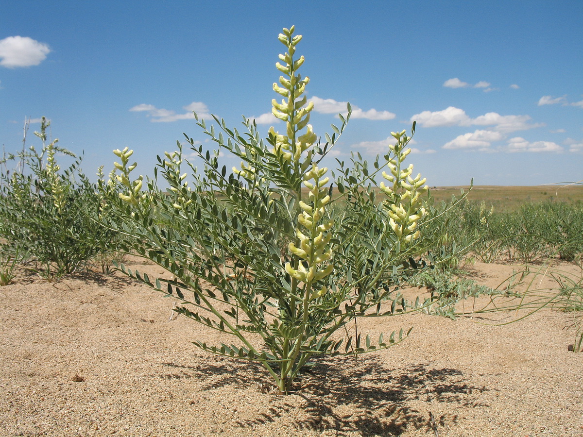 Изображение особи Goebelia pachycarpa.