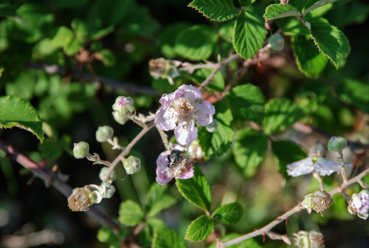 Изображение особи Rubus sanctus.