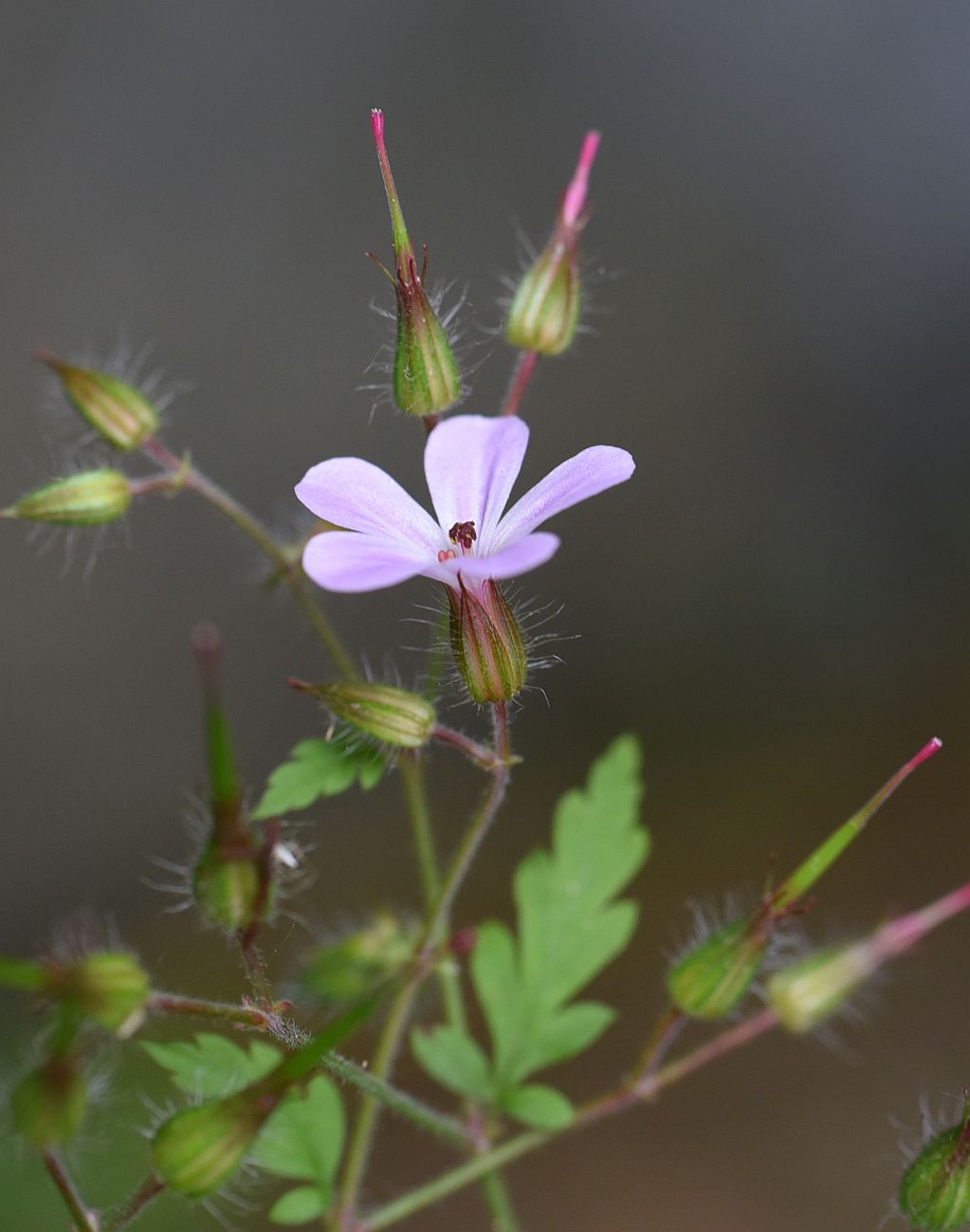 Изображение особи Geranium robertianum.