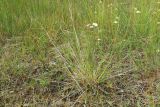 Carex scandinavica