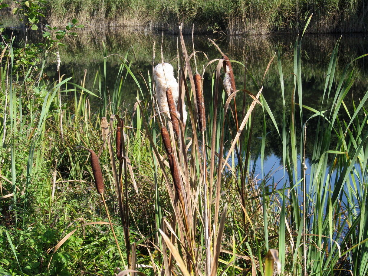 Image of Typha latifolia specimen.