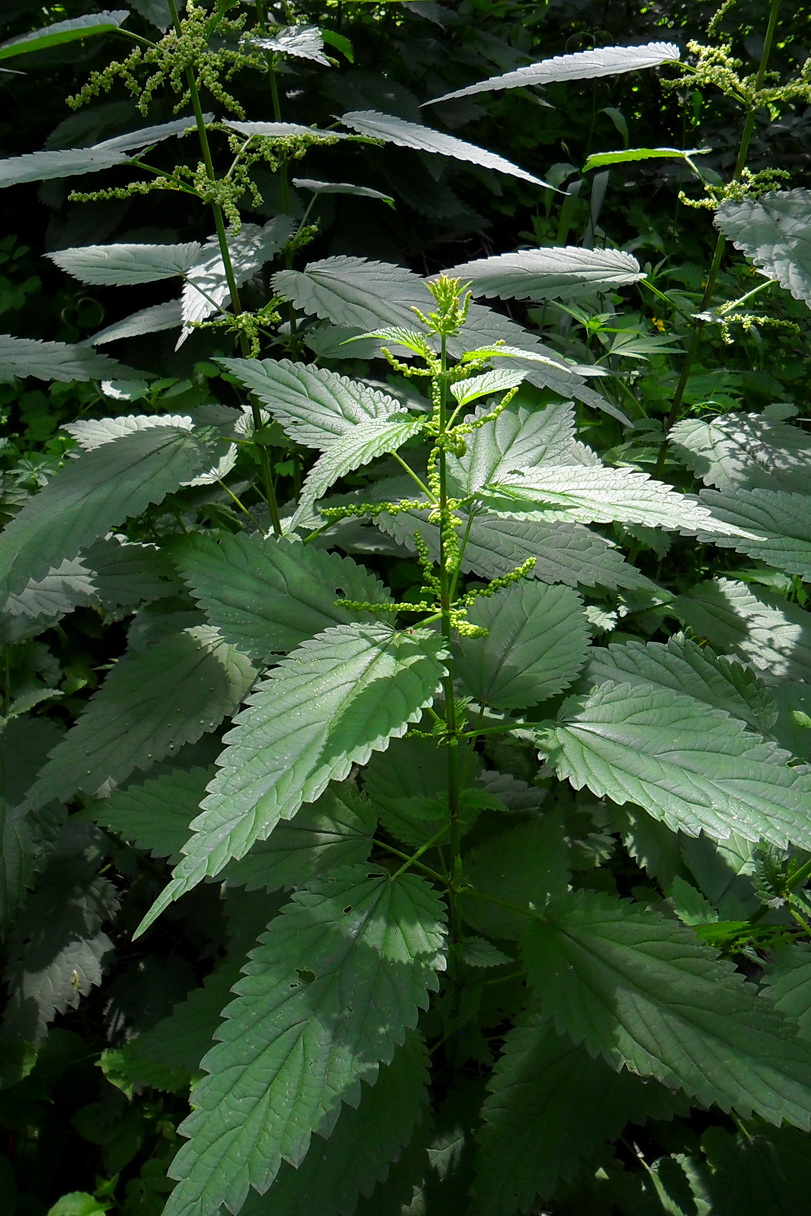 Image of Urtica dioica specimen.