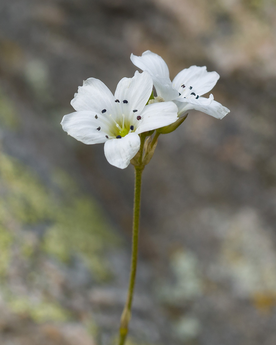 Изображение особи Gypsophila tenuifolia.