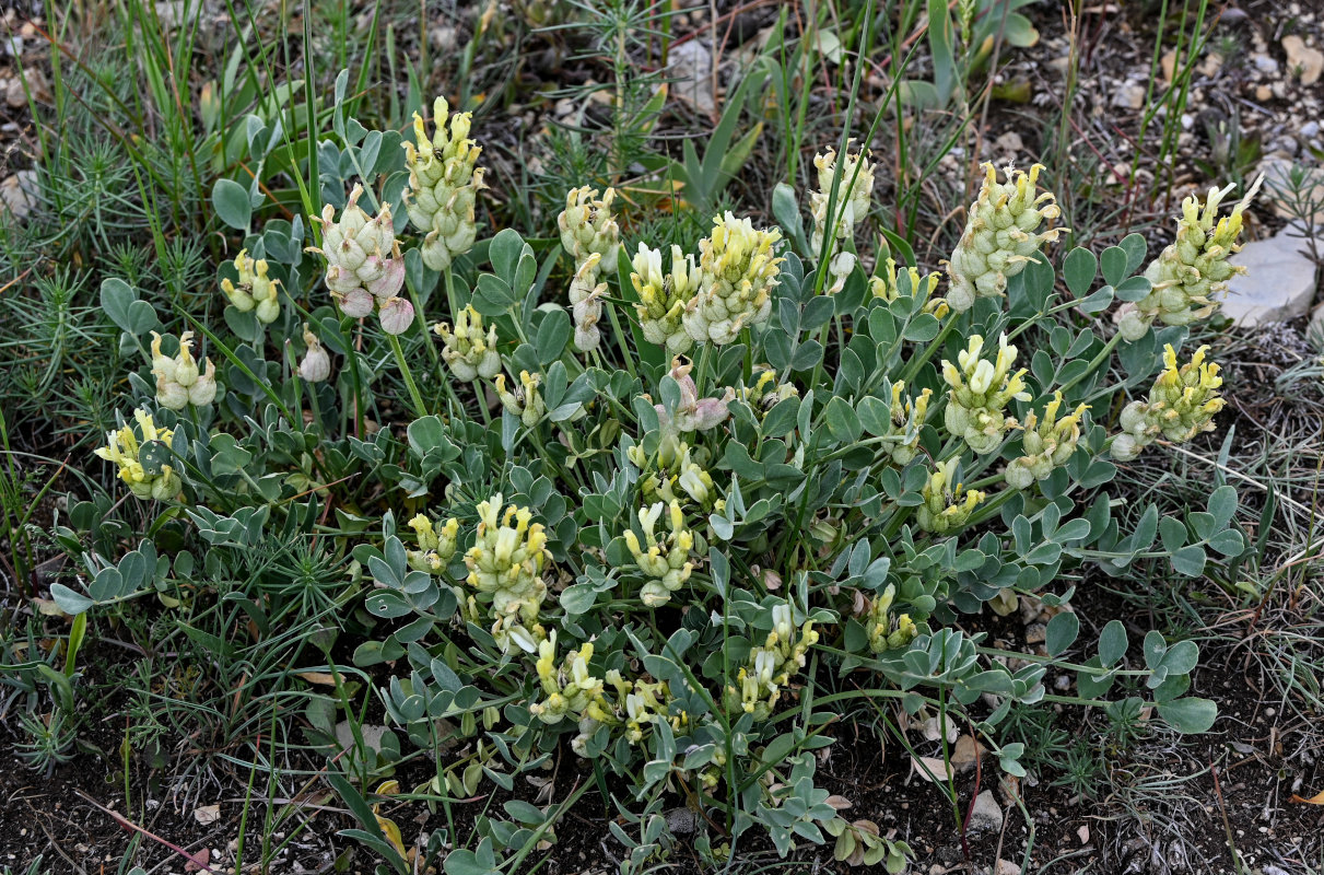 Изображение особи Astragalus calycinus.