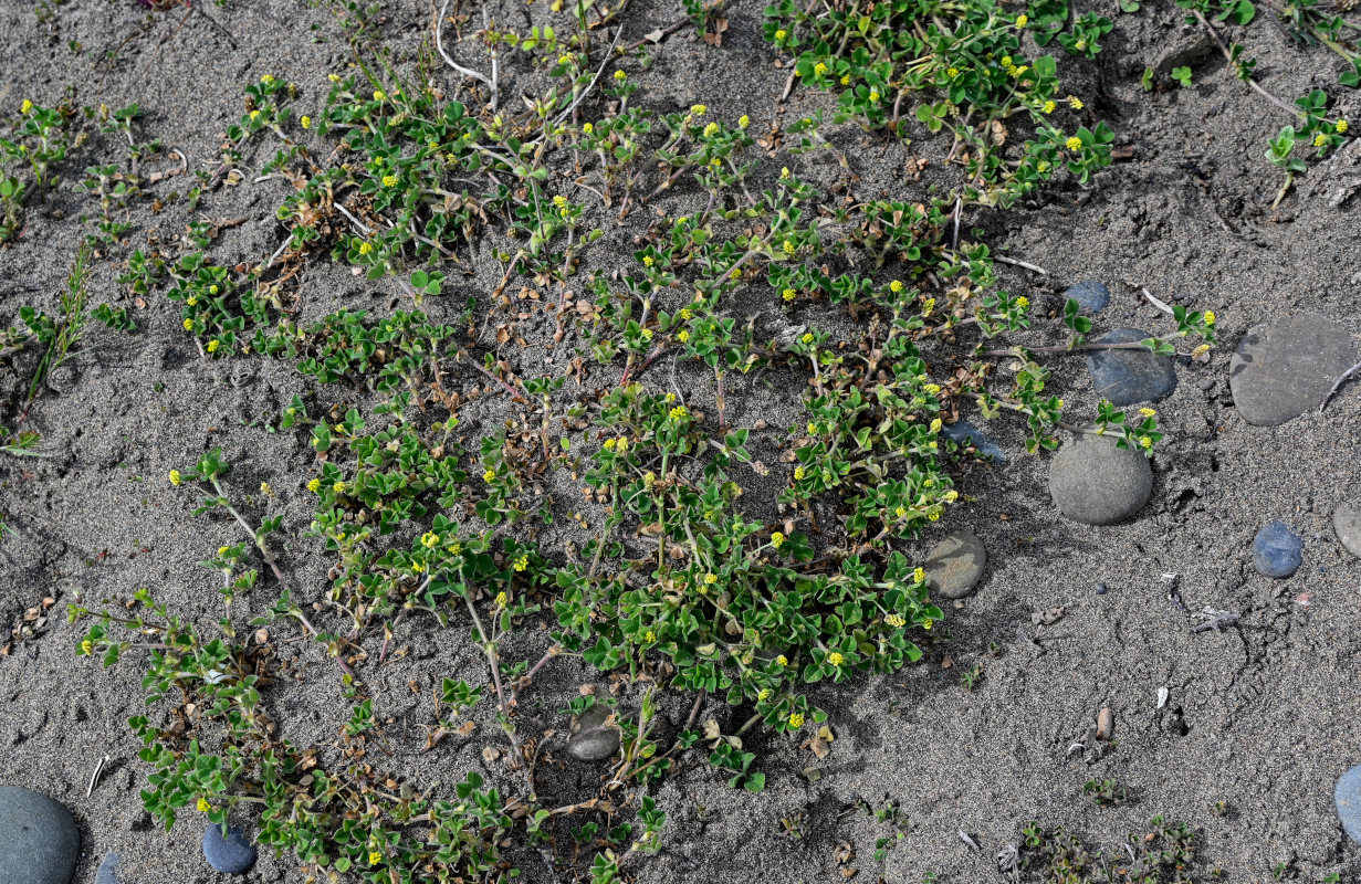 Изображение особи Medicago lupulina.