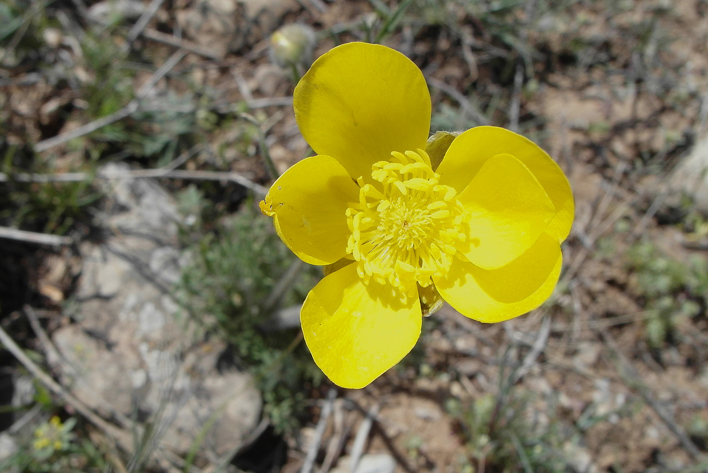 Изображение особи Ranunculus regelianus.