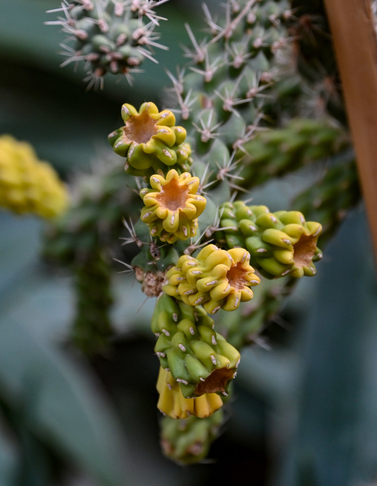 Изображение особи Cylindropuntia imbricata.