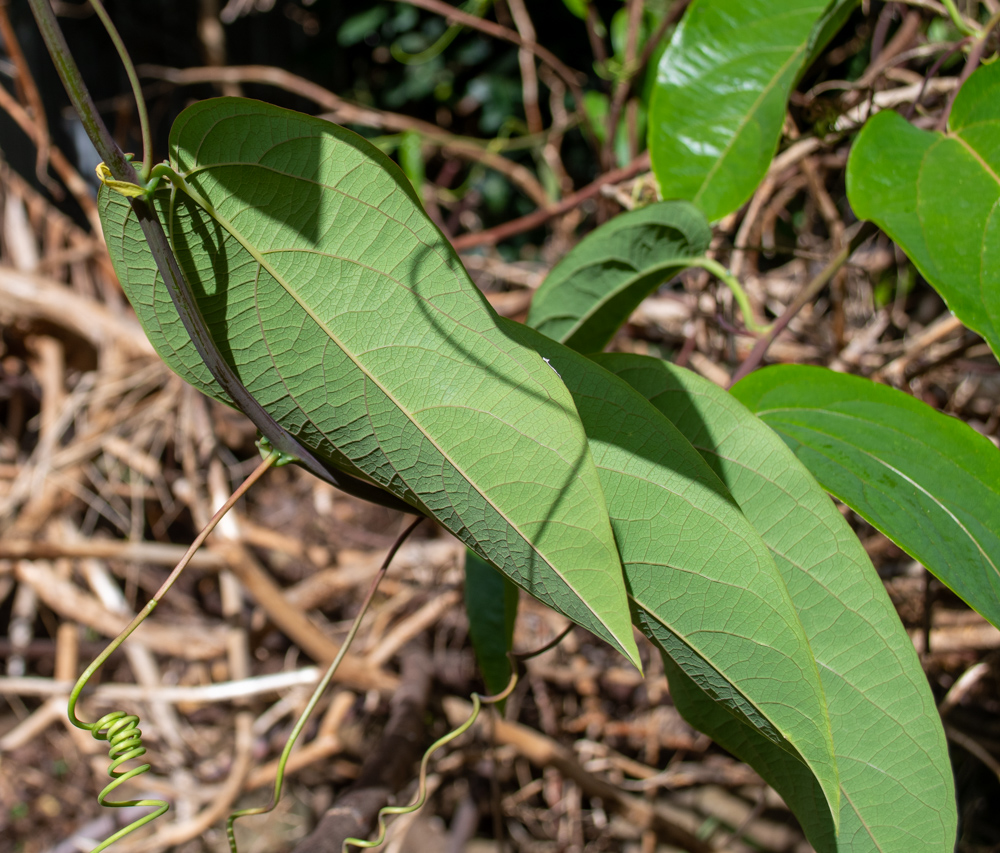 Image of Passiflora maliformis specimen.