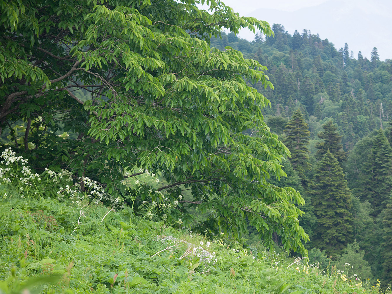 Изображение особи Ulmus glabra.