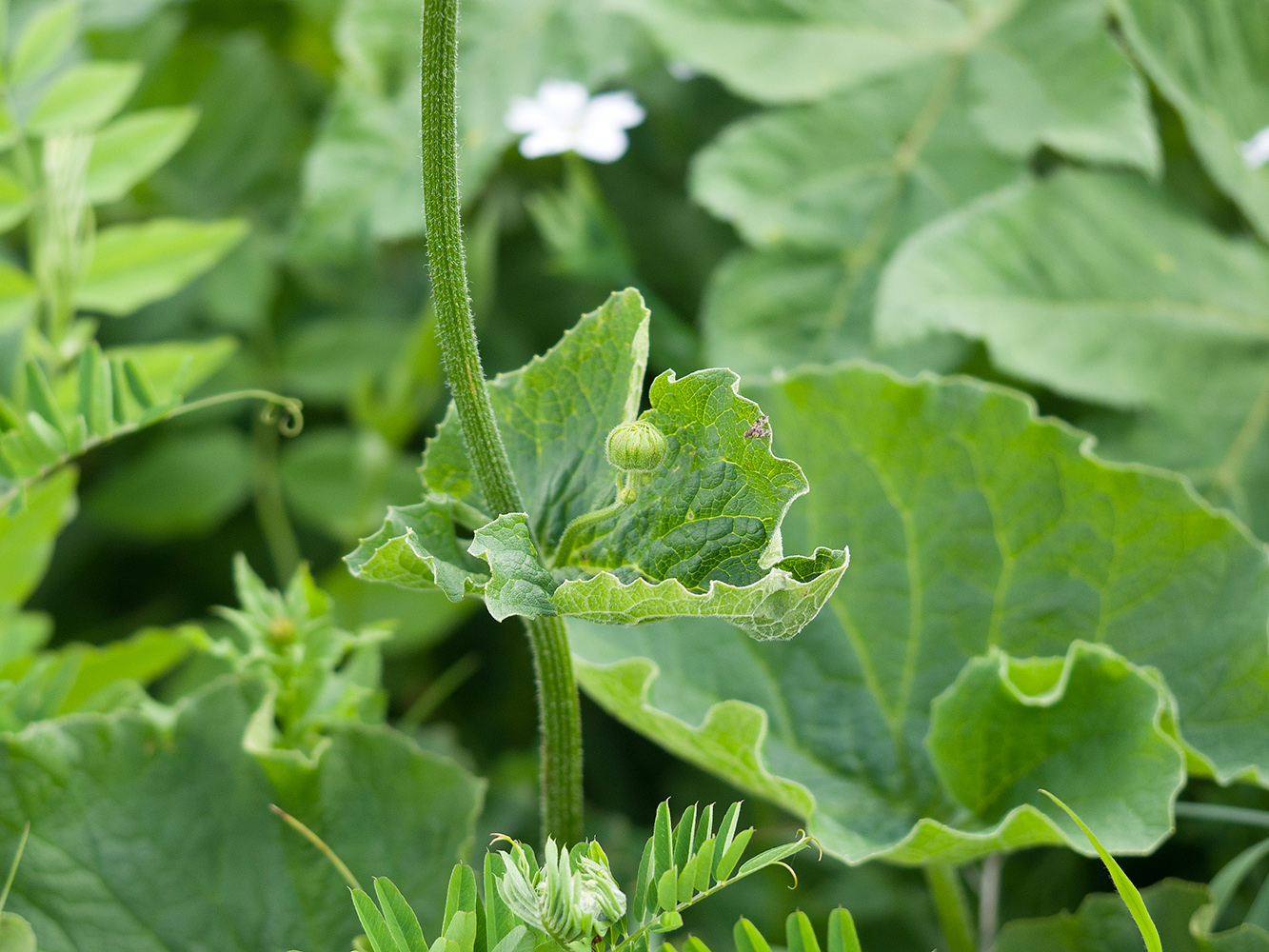 Image of Doronicum macrophyllum specimen.