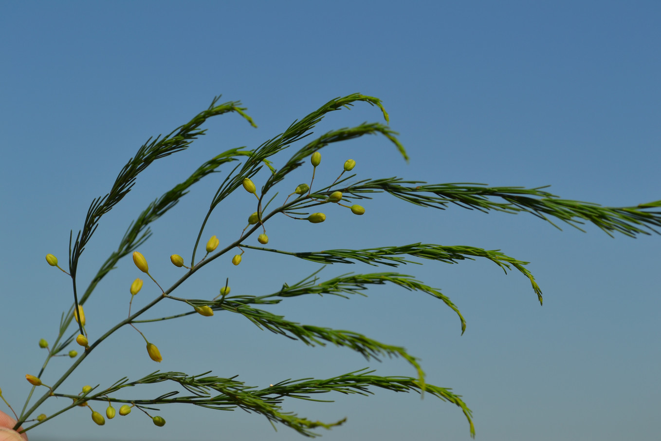 Image of Asparagus officinalis specimen.