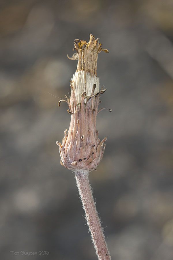 Image of Taraxacum serotinum specimen.