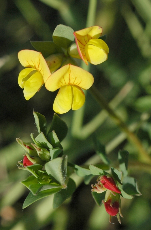 Image of Lotus sergievskiae specimen.