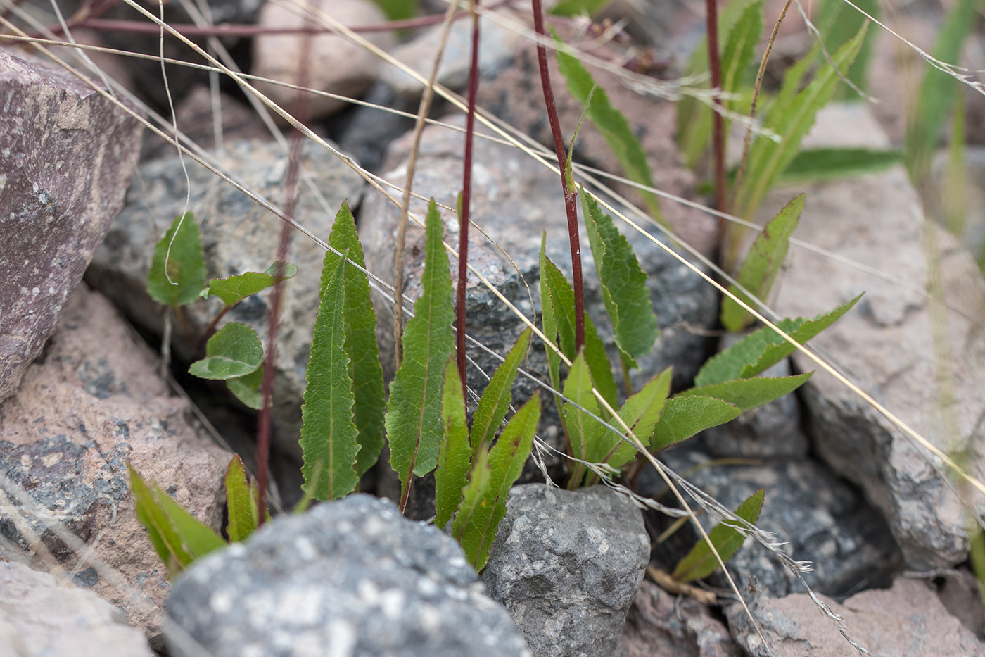 Image of Campanula sarmatica specimen.