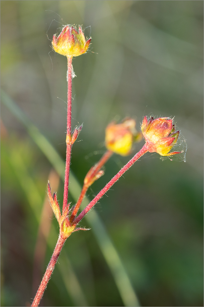 Image of Potentilla crantzii specimen.