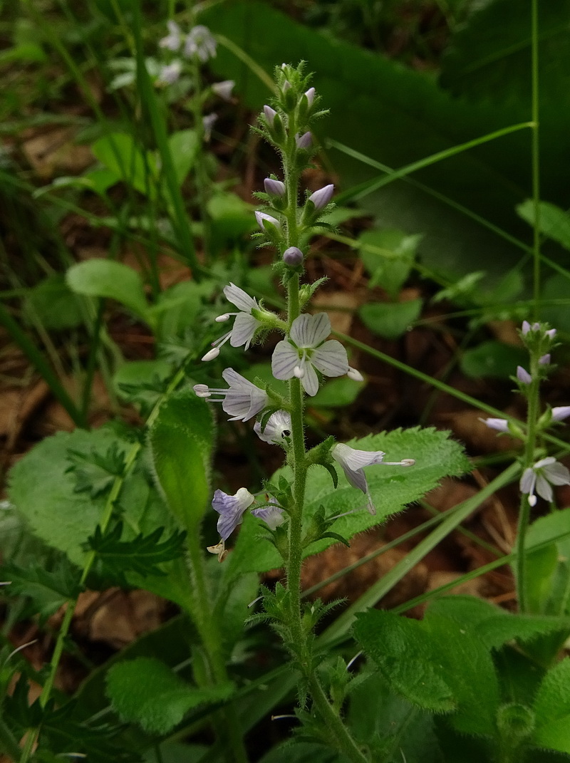 Изображение особи Veronica officinalis.