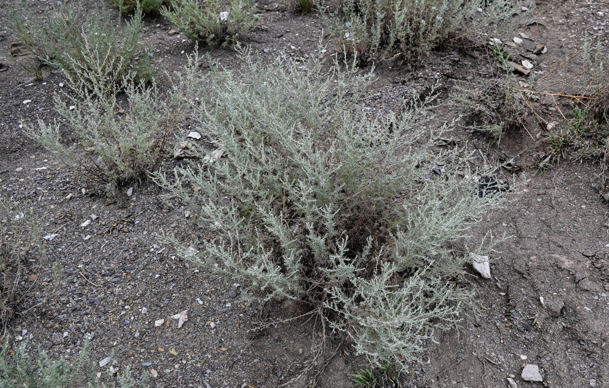 Image of genus Artemisia specimen.